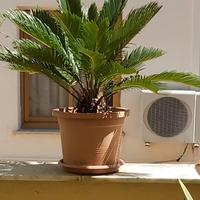 Pianta  Cycas  alta cm.60 