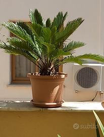 Pianta  Cycas  alta cm.60 