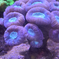 Caulastree di vario tipo acquario marino