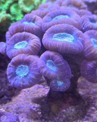 Caulastree di vario tipo acquario marino