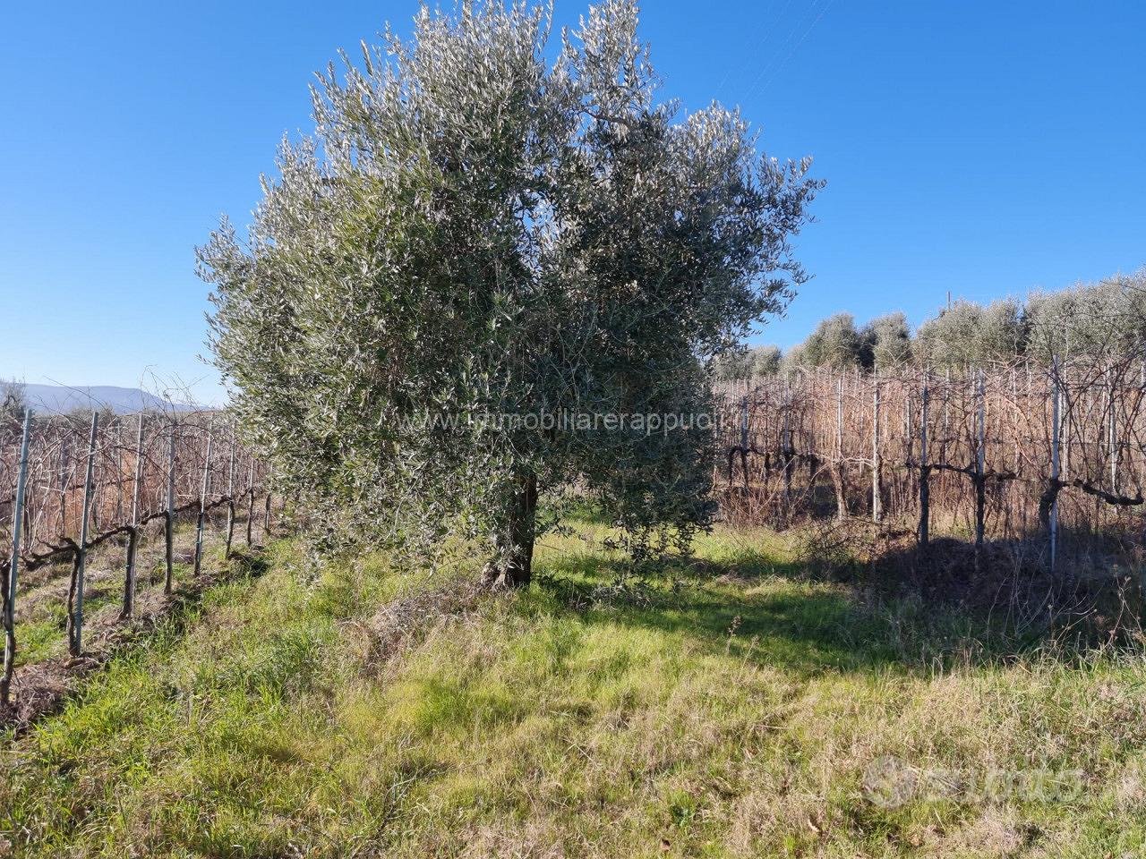 TE69 - Montepulciano terreno dove si può - Vista 3