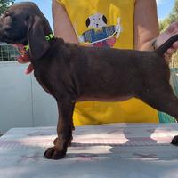 Cuccioli di kurzhaar