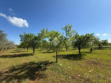 TER. AGRICOLO A SANTERAMO IN COLLE