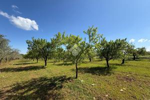 TER. AGRICOLO A SANTERAMO IN COLLE