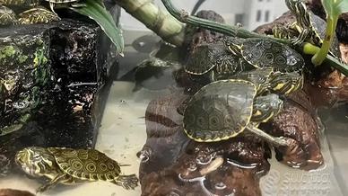 Tartarughine d'acqua