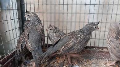 Colini della California