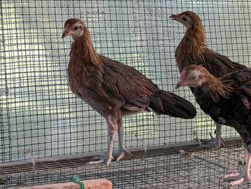 Galline Phoenix