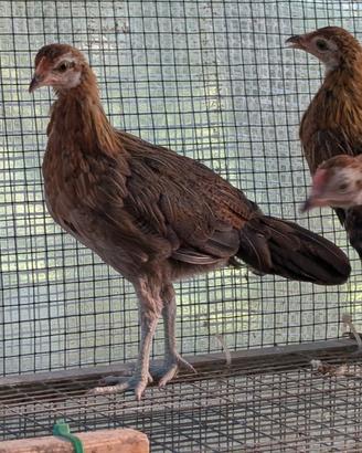 Galline Phoenix
