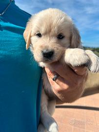 Cucciola di golden Retriever