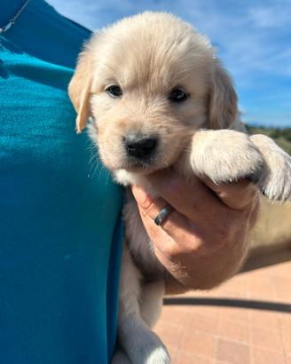 Cucciola di golden Retriever
