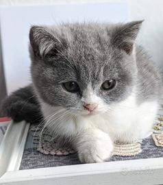 BRITISH SHORTHAIR CUCCIOLI BLU BIANCO disponibili