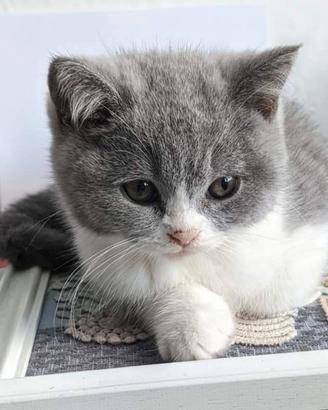 BRITISH SHORTHAIR CUCCIOLI BLU BIANCO disponibili