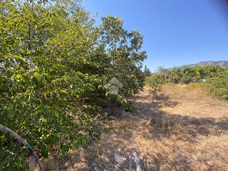 TER. AGRICOLO A TRABIA