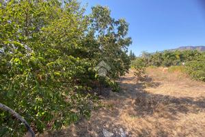 TER. AGRICOLO A TRABIA