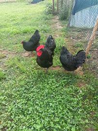 Gallo