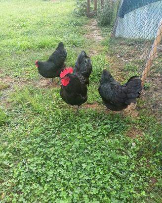 Gallo