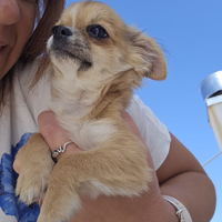 Chihuahua pelo lungo femmina con pedigree enci