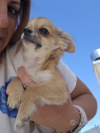 Chihuahua pelo lungo femmina con pedigree enci