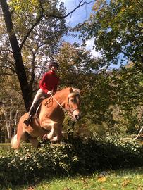 HAFLINGER sicura addestr. dressage salto traino