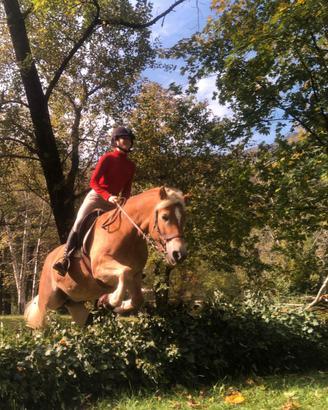HAFLINGER sicura addestr. dressage salto traino