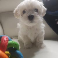 Maltese