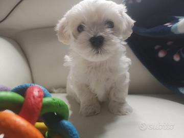 Maltese
