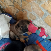 Cuccioli in adozione