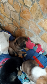 Cuccioli in adozione