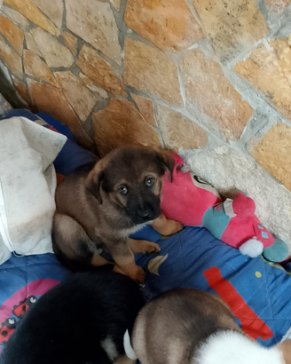 Cuccioli in adozione