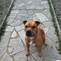 Amstaff da accoppiamento