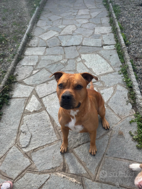 Amstaff da accoppiamento