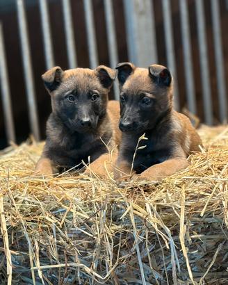 Pastore belga Malinois femmine
