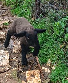 Agnello Suffolk