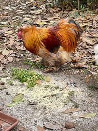 Gallo Moroseta colorato