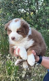 Cuccioli di pastore australiano