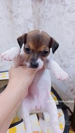 Jack Russell Terrier Originali