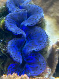 Tridacna maxima