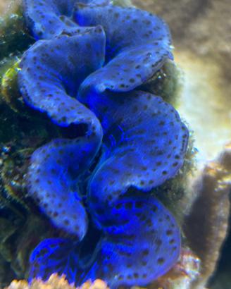 Tridacna maxima