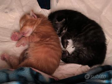 Splendidi gattini Maine Coon con pedigree