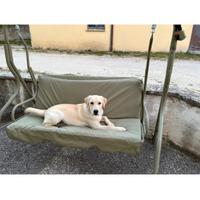 Meravigliosi cuccioli di Labrador Retriever