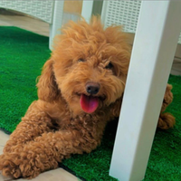 Barboncina di tre anni