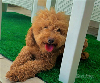 Barboncina di tre anni