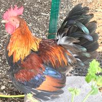 Galline mugellesi