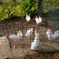 Gallo livornese bianco in purezza