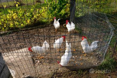 Gallo livornese bianco in purezza