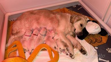 Cuccioli Golden Retriever