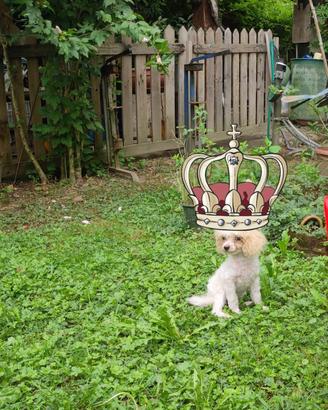 Barboncino teacup