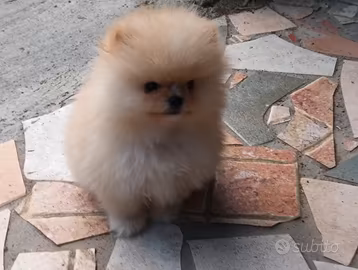 Spitz di Pomerania nano