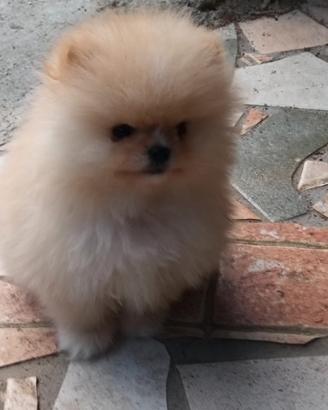 Spitz di Pomerania nano