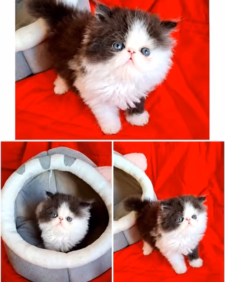 Persiano ipertipico 